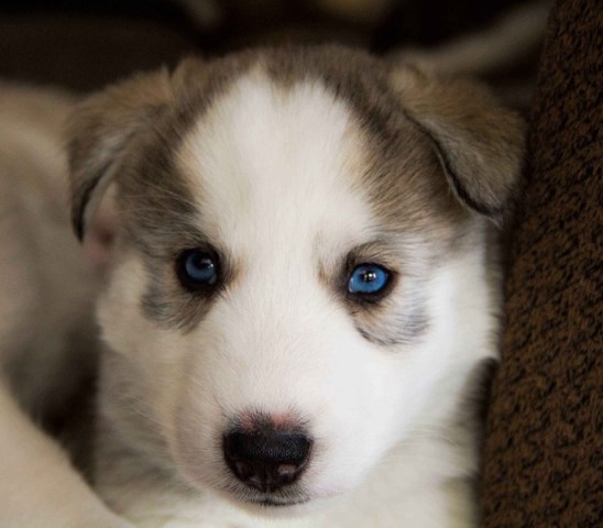 Siberian Husky puppies