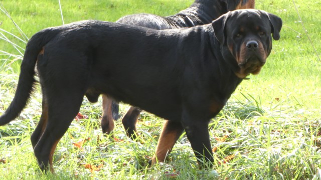 Rottweiler Puppies - Scarlett X Dozer -