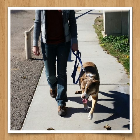 Louisiana Catahoula Leopard Dog puppy for sale + 47679