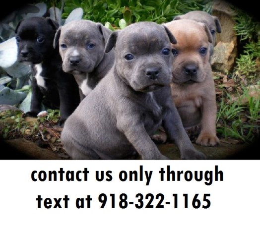 pic Bull Terrier For Sale Georgia free dog listings