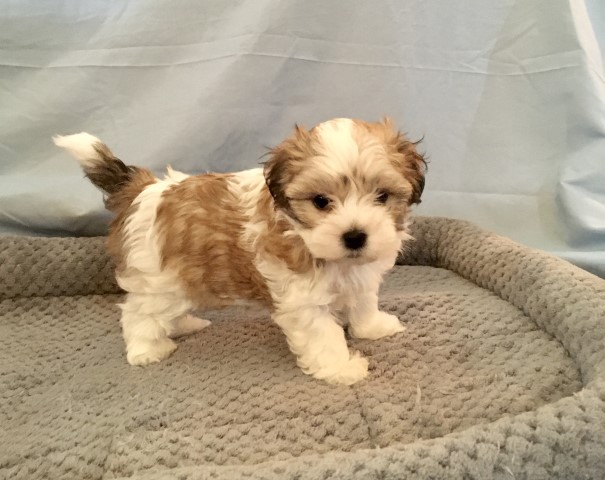 Morkie puppy for sale + 63467