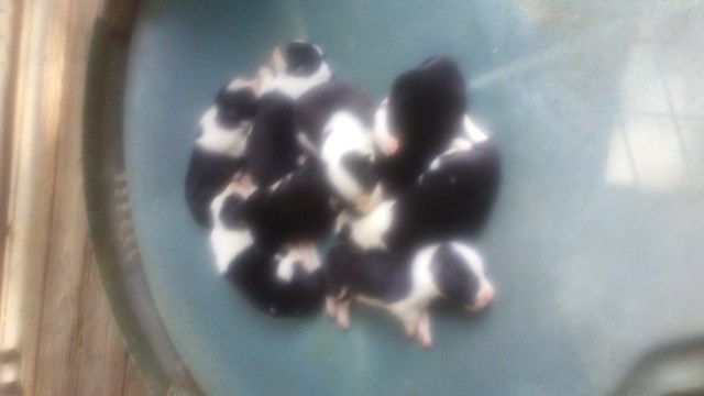 Border collie puppies k