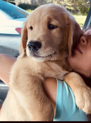 Golden Retriever puppy