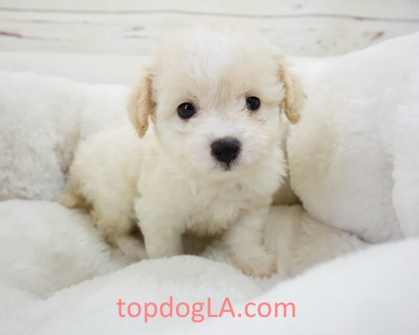 Maltipoo Puppy - Female – Nala ($1,299)