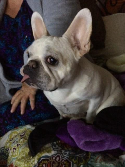 Frenchie for ADOPTION 5YR Old Girl