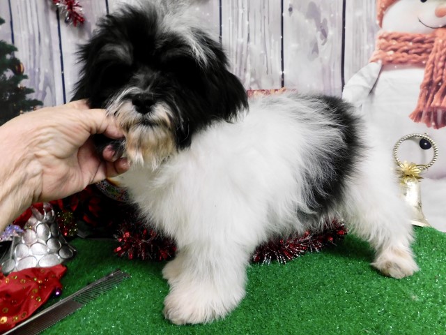 *^*SALE!!!*^* SALE!!!*^*Shih Tzu . Nonshedding/Allergy Free.