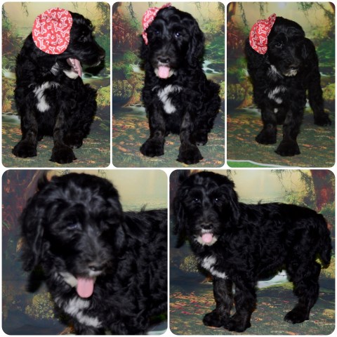 Labradoodle puppy dog for sale in Nigeria