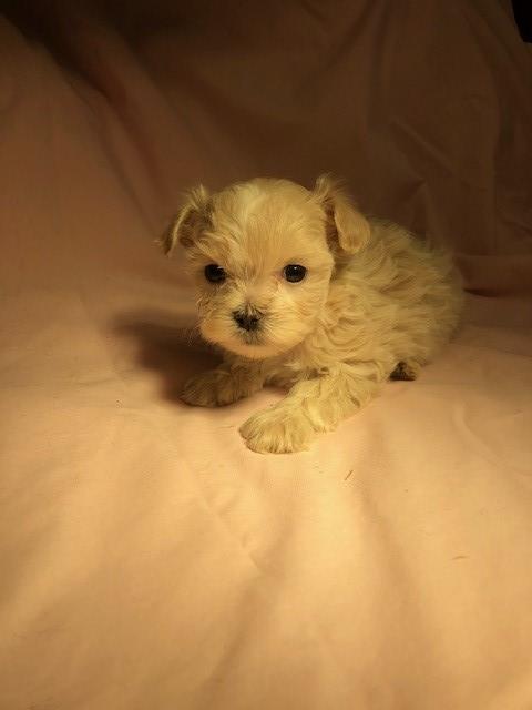 TIny Maltipoo Female