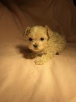 TIny Maltipoo Female Maltipoo for sale/adoption