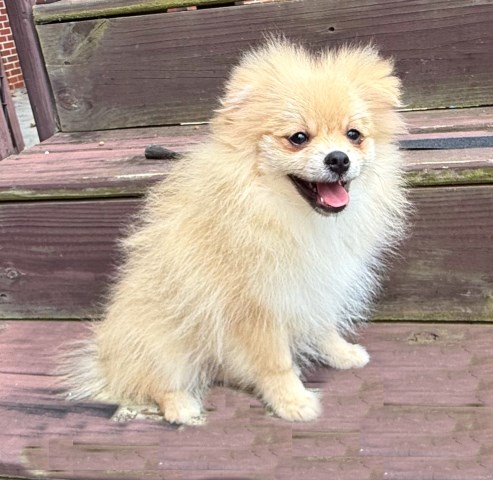 Pomeranian puppy for sale + 67122