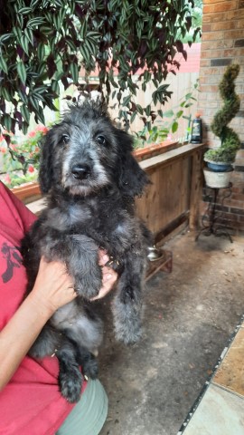 Unique Color! GoldenDoodle Puppies!  Registered!