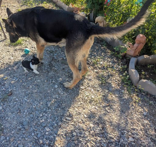 German Shepherd Dog puppy for sale + 67303