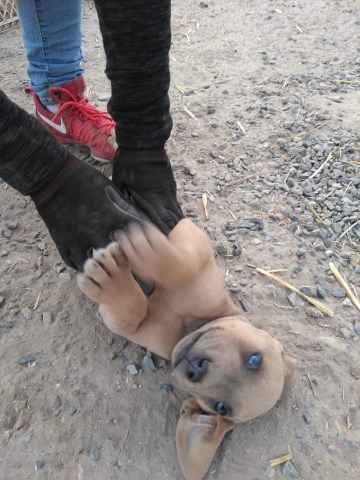 10 weeks old ready for their forever home