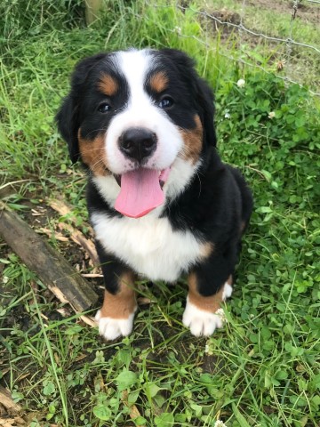 Bernese Mountain Dog Puppies for Sale