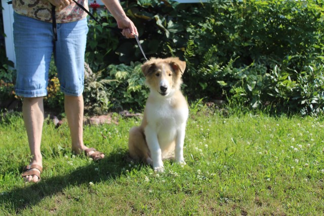 Collie Puppy for sale
