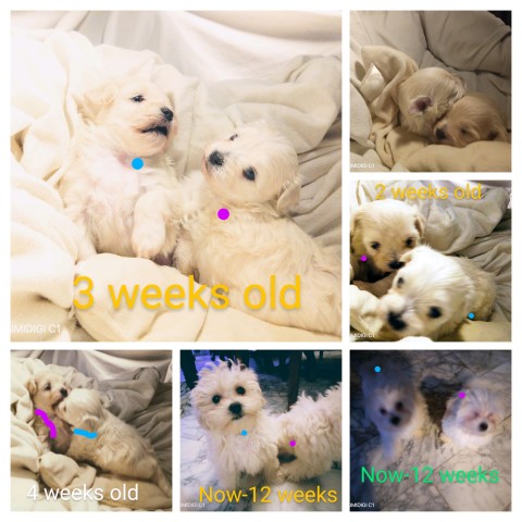 Bichon Frise puppy for sale + 65784