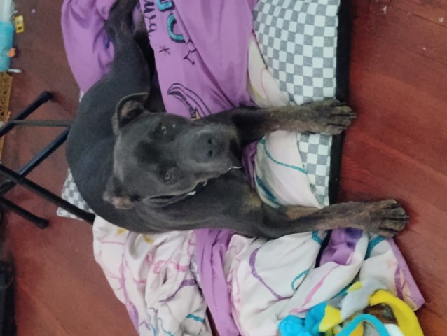 Free dog comes with shots and microchip