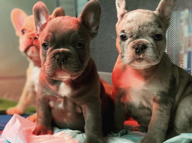 French Bulldog Puppies for Sale