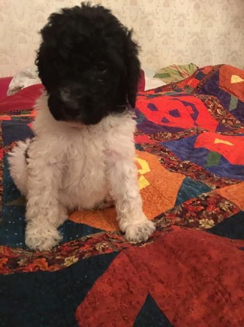 Goldendoodle puppy for sale + 53835