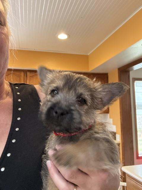 Cairn Terriers purebred female