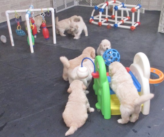 Golden Retriever puppy for sale + 48152