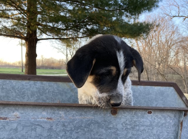 Lancashire Heeler puppy for sale + 63178