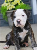 Alapaha Blue Blood Bulldog thumbnail