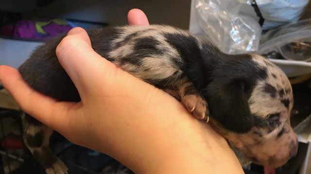 Miniature Dachshund pupy  available!