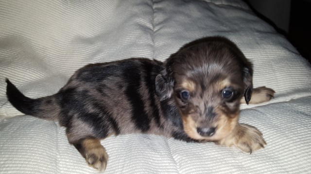 Long haired miniature dachshunds