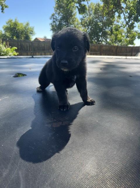 Labrador Retriever puppy for sale + 64937