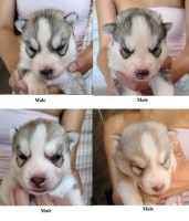 AKC Siberian Husky Champion  lines Siberian Husky for sale/adoption