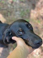 ADOPT - Loyal Male Hound Mix Black And Tan Coonhound for sale/adoption