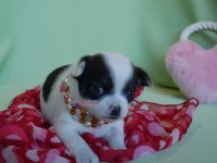 Meet Your Future Tiny Sidekick — A Chihuahua Full of Charm Chihuahua for sale/adoption