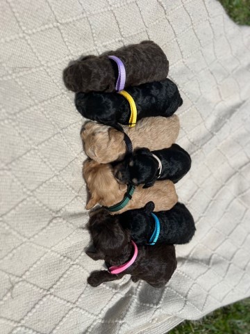 Cockapoo puppy for sale + 64886