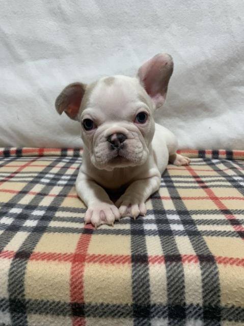 French Bulldog puppy for sale + 63622