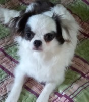 Chihuahua 8 month old neutered male Chihuahua for sale/adoption