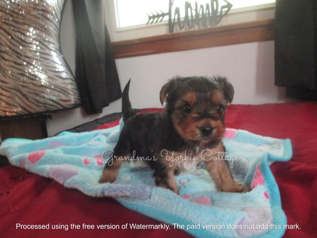 Cole a traditional Male Yorkie