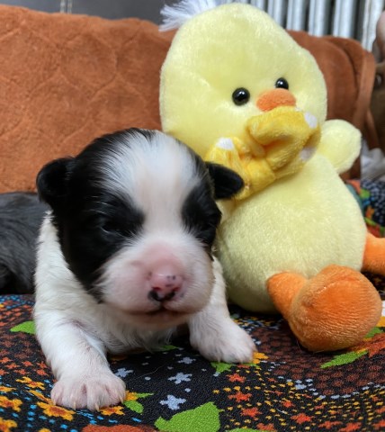 Dual registered American Morkshire Terrier puppies available Feb 22