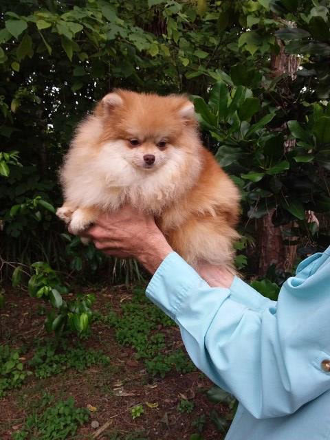 Pomeranian puppy for sale + 67120