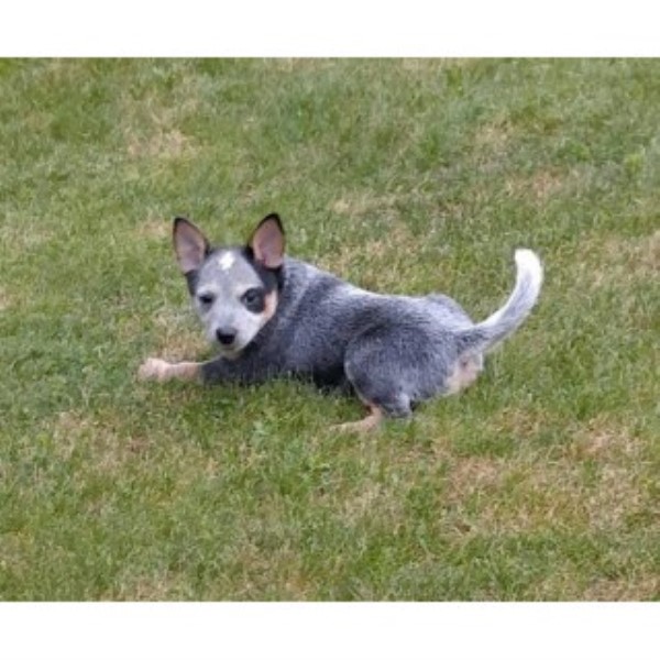 Australian Cattle Dog/blue Heeler
