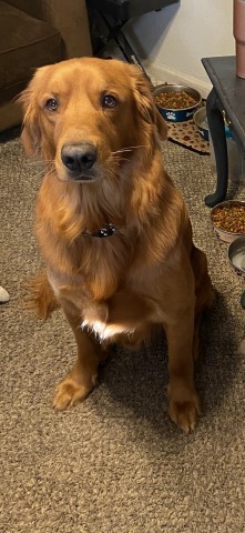 Golden retriever puppies