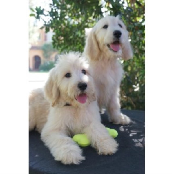 Goldendoodle Puppies