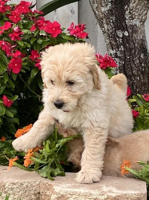 Goldendoodle puppy for sale + 61550