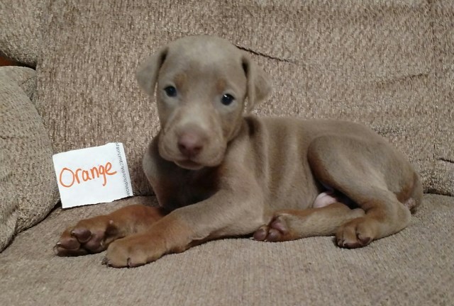 Doberman Pinscher puppy for sale + 47576