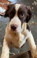 English Springer Puppies English Springer Spaniel for sale/adoption