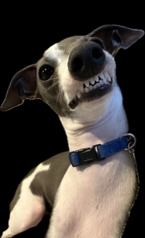 Italian Greyhound puppy for sale + 63501