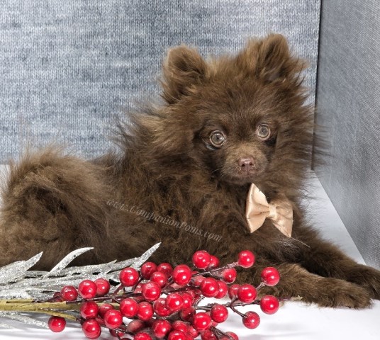 Chocolate Chip - Solid Chococlate Pomeranian Puppy - 4 mos old & 2.5 pounds