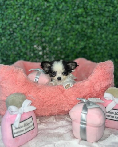 Chihuahua puppy for sale + 66977