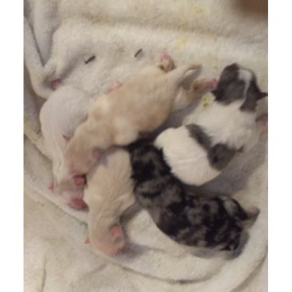 Laney's Litter Of Pomeranian Puppies