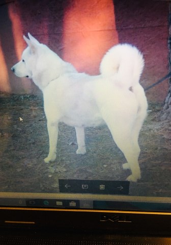 Akita puppy for sale + 55229